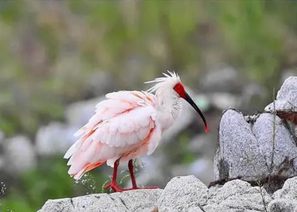 日本国鸟朱鹮在我国发展到5257只曾濒临灭绝在我国却创造奇迹