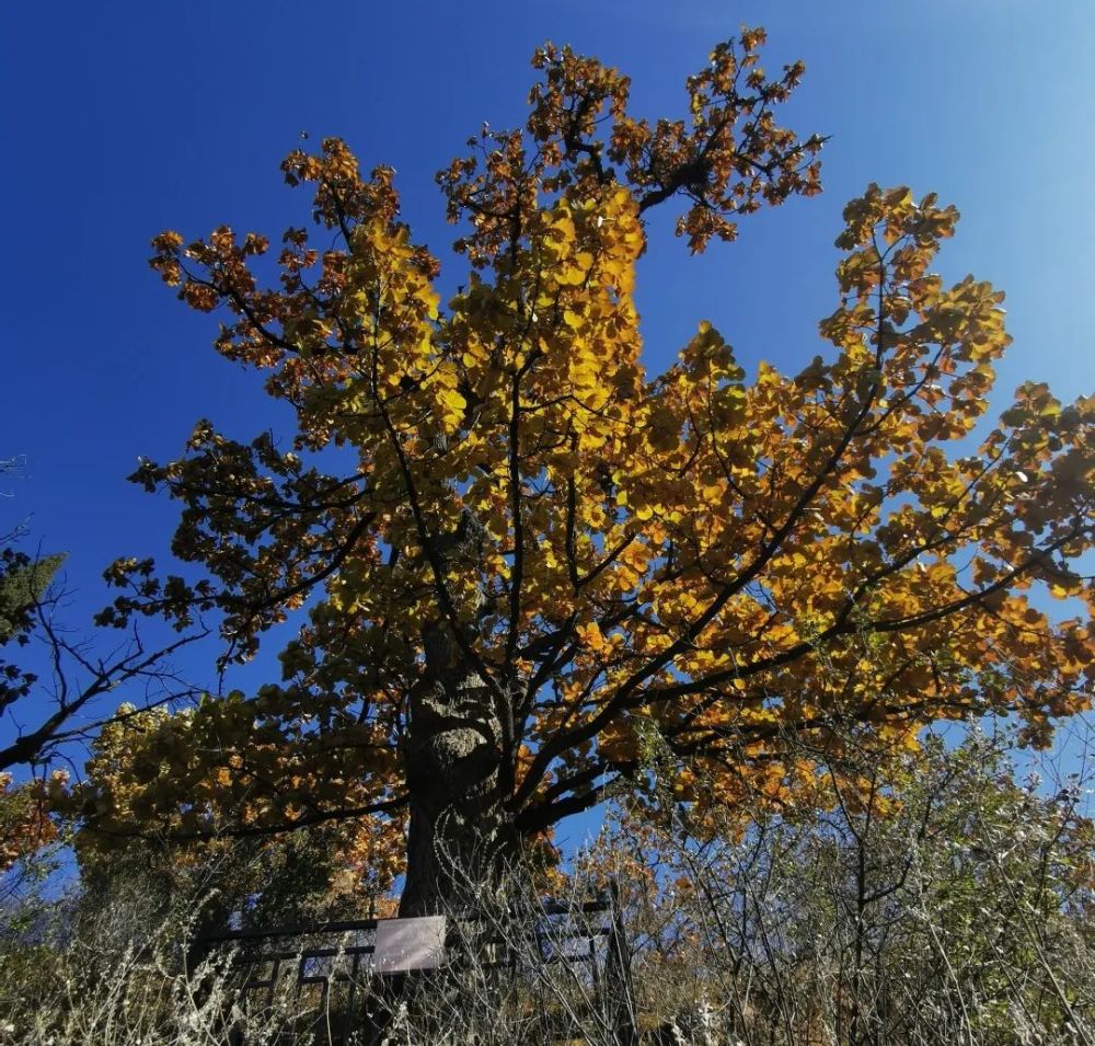 古树越千年 枝繁遮蓝天——大同市灵丘县人民检察院开展古树名木保护