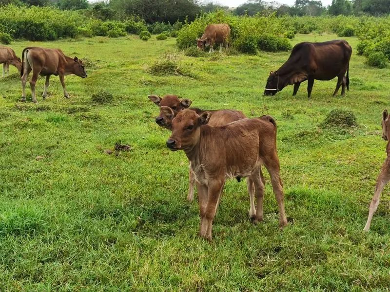 阳东合山镇汤显祖路过的古驿站遗失的文笔塔合山牛的味道