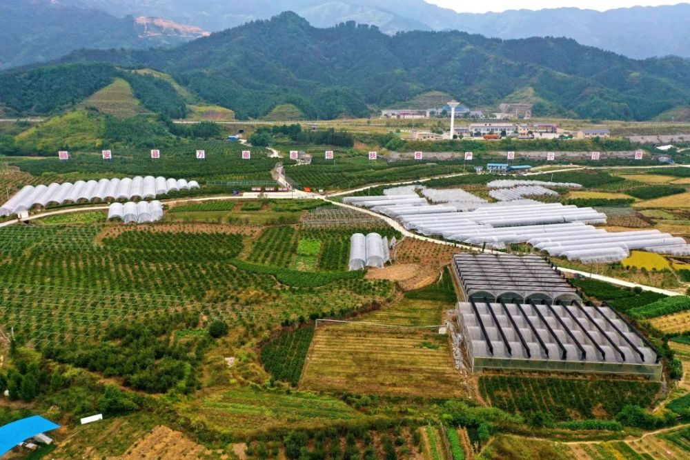 关注金桔甜了大家都为金桔上市做好了准备