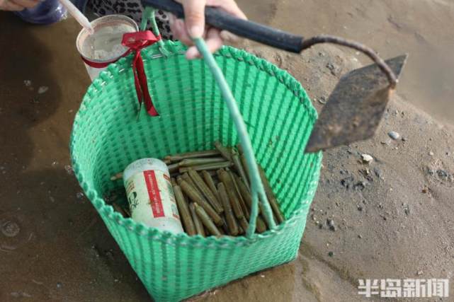 退潮赶海 抓蛏子有高招
