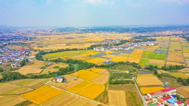 茶籽|常丰村|葛家镇|浏阳市