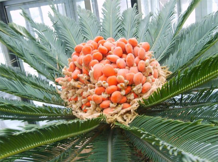 更没有想到的是,我们常认为的"铁树开花",其实别人开的并不