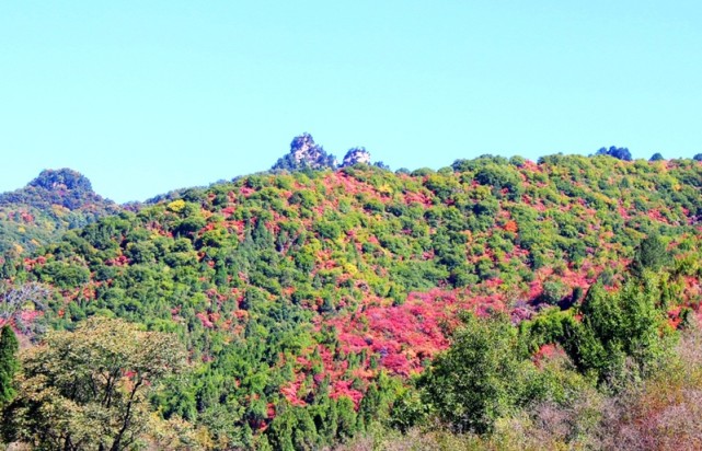 【视觉陕西】猴山秋韵