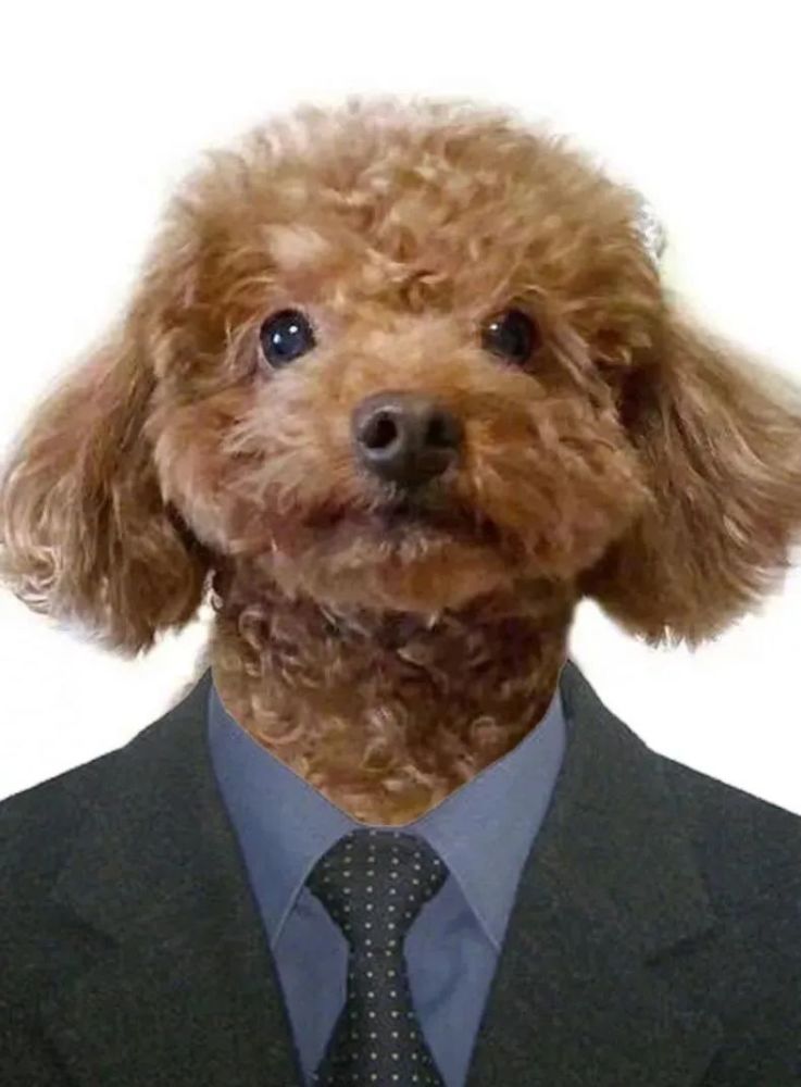 据说现在流行给狗子拍证件照看一眼哇哈哈哈