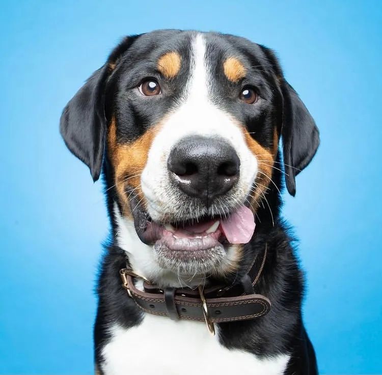 据说现在流行给狗子拍证件照看一眼哇哈哈哈