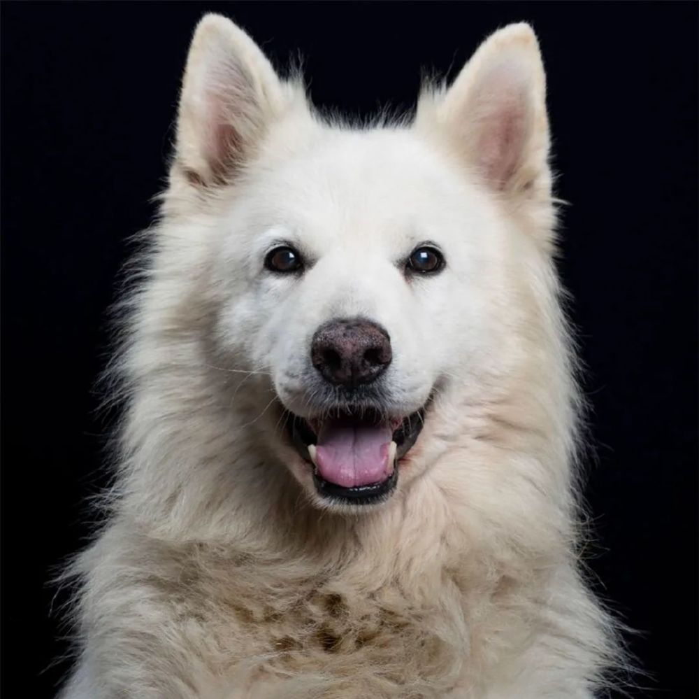 据说现在流行给狗子拍证件照看一眼哇哈哈哈