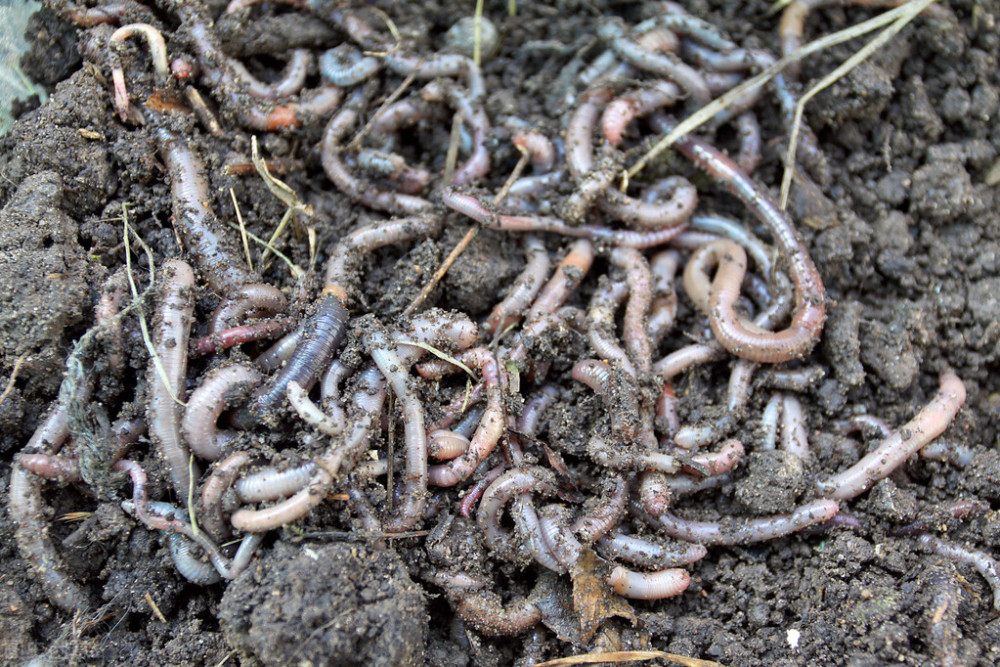 藏在土壤下的"黑产",电捕蚯蚓背后是怎么的江湖?