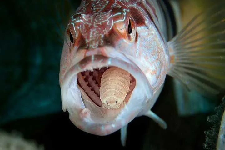 地球最恐怖的寄生蟲縮頭魚蝨取代魚舌頭活在魚嘴裡