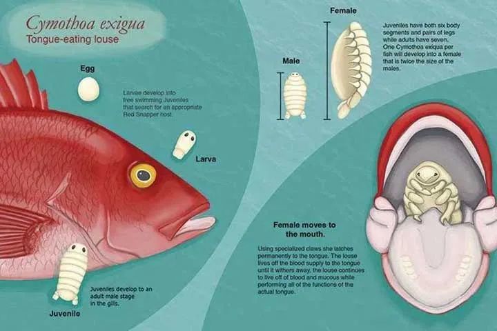 被縮頭魚蝨纏住,這條魚恨不得