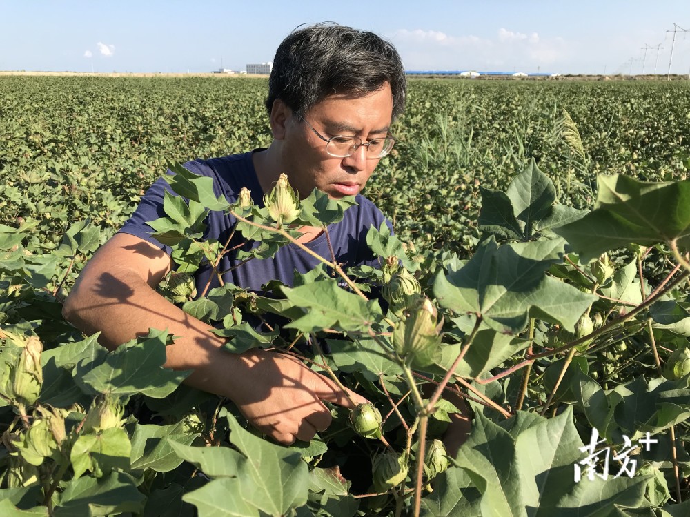 盐碱地还能种出高档蔬菜?做好耐盐碱作物选育很重要