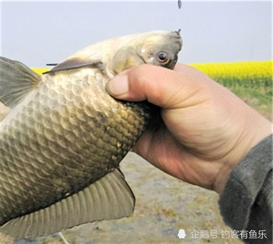 冬季怎樣釣鯽魚用長竿短線釣草洞上鉤的大多是大鯽魚