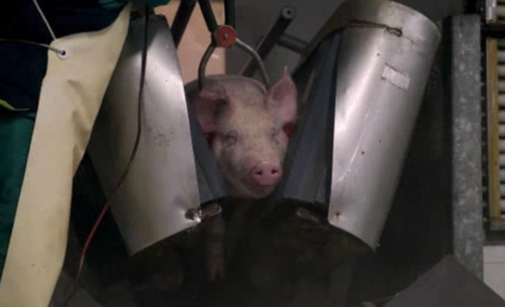 为什么美国猪肉卖得如此便宜看看美国人的杀猪流程就明白了