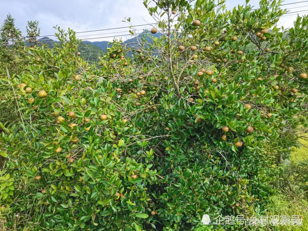 10亩油茶树一年多少利润的简单介绍