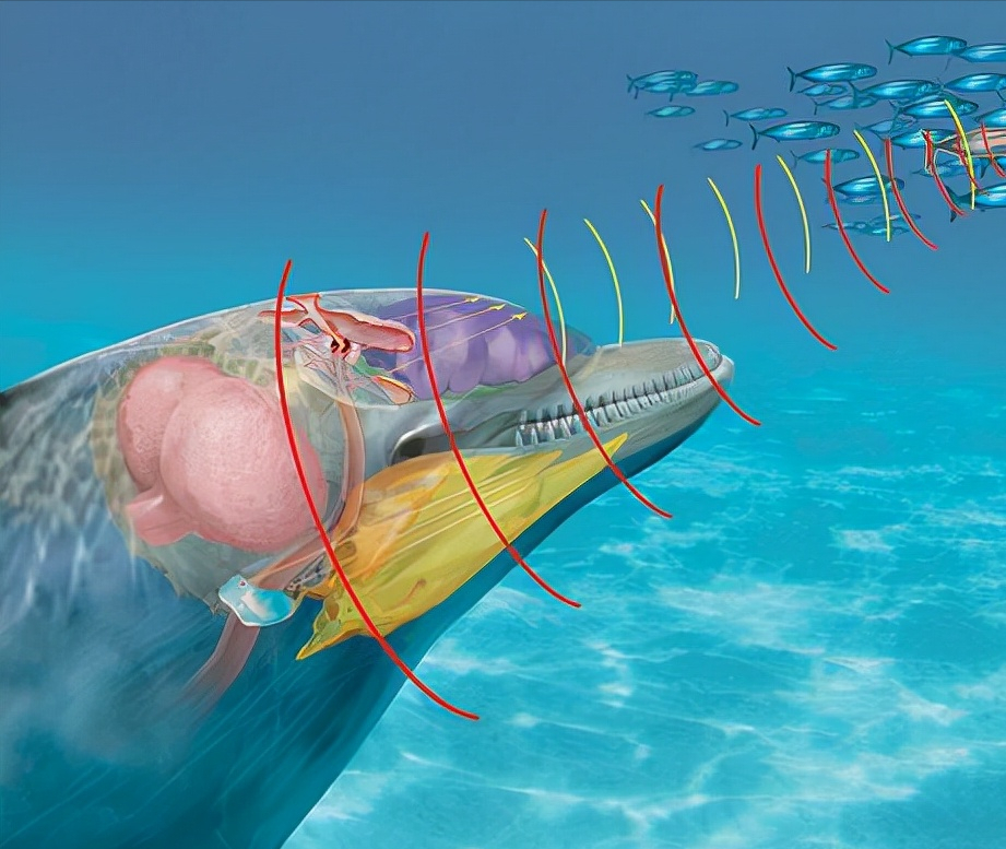 珠海发现罕见的"粉色"海豚尸体,难道是受辐射变异的新物种?