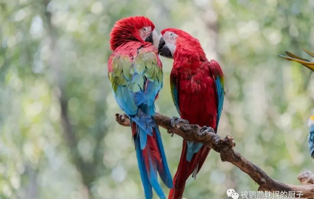 北京市野生動物園中,稀有品種的鸚鵡真不少,看看你能認識幾種?_騰訊新