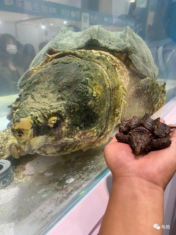 大鳄龟价格暴涨300市场供不应求是什么原因造成的