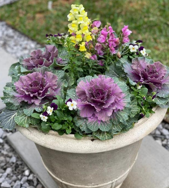 4种漂亮花卉耐寒不怕冻适合冬天养