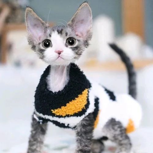 猫护｜冬天来了，猫咪一身毛，还会怕冷吗？_腾讯新闻