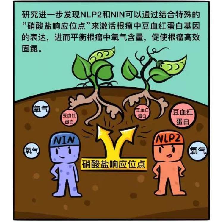 揭开豆科植物固氮工厂的奥秘加拿大科学家上海建实验室4年研究成果有