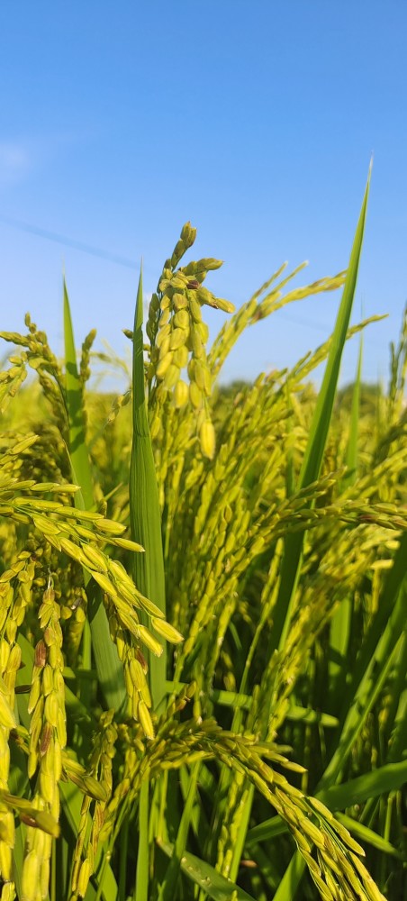 你买过假的五常大米吗