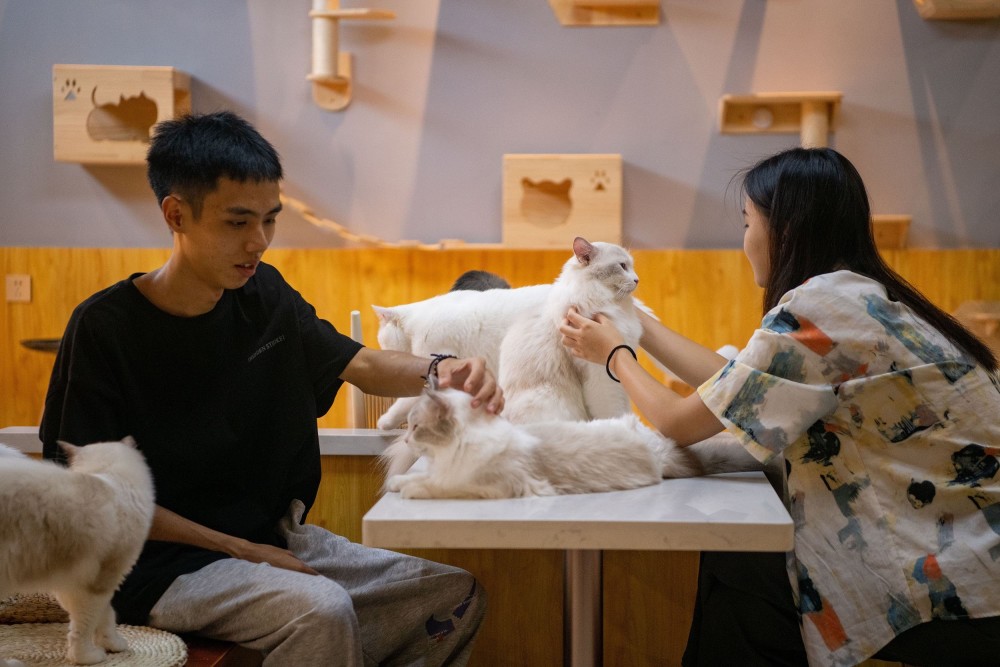 年轻人开猫咖是一个好选择吗