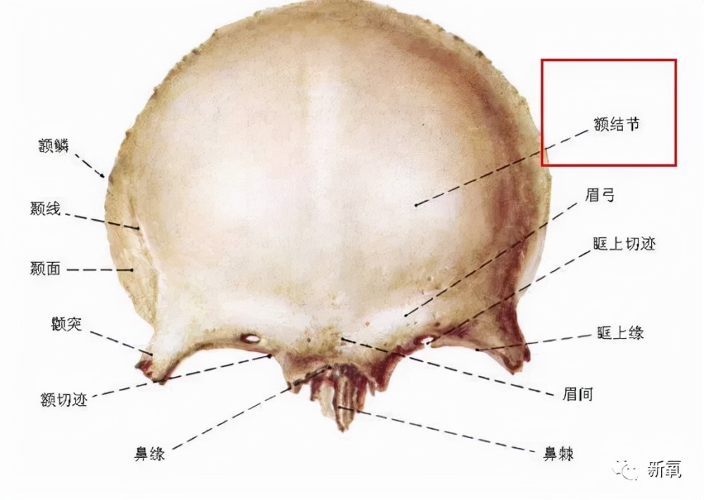 额骨两边图片