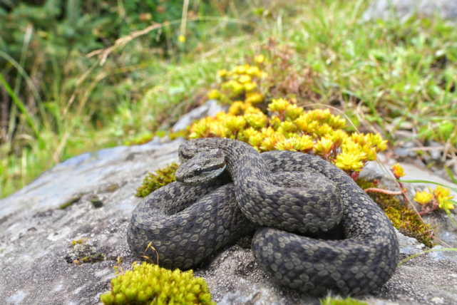 青藏高原又添蝮蛇新种