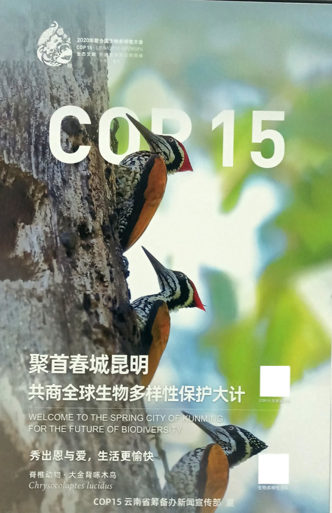 從昆明街頭的cop15宣傳海報想到我身邊的珍稀生物