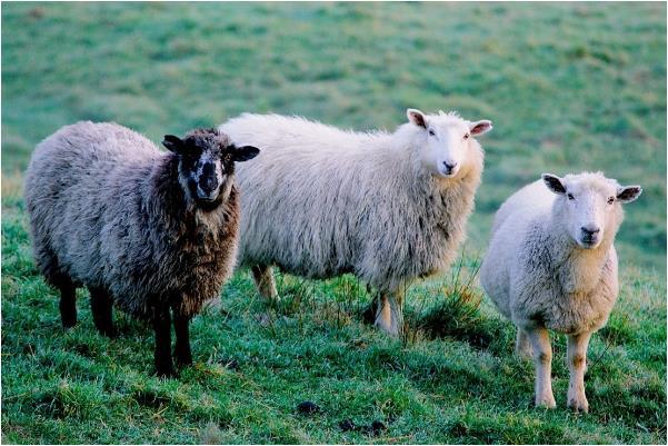 79年属羊人的下半生,老人讲的话不假,每个属羊人都逃不掉!