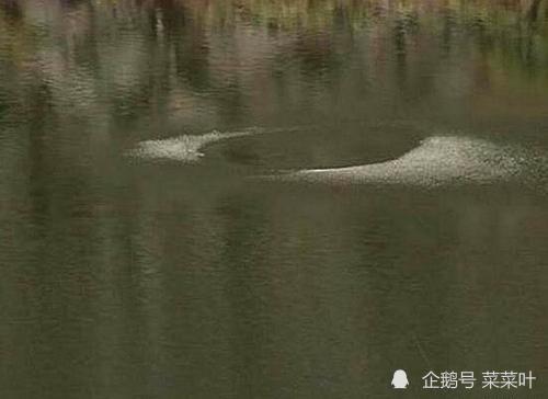 四川九龙猎塔湖水怪未解之谜水下三米长庞大怪兽真的存在吗