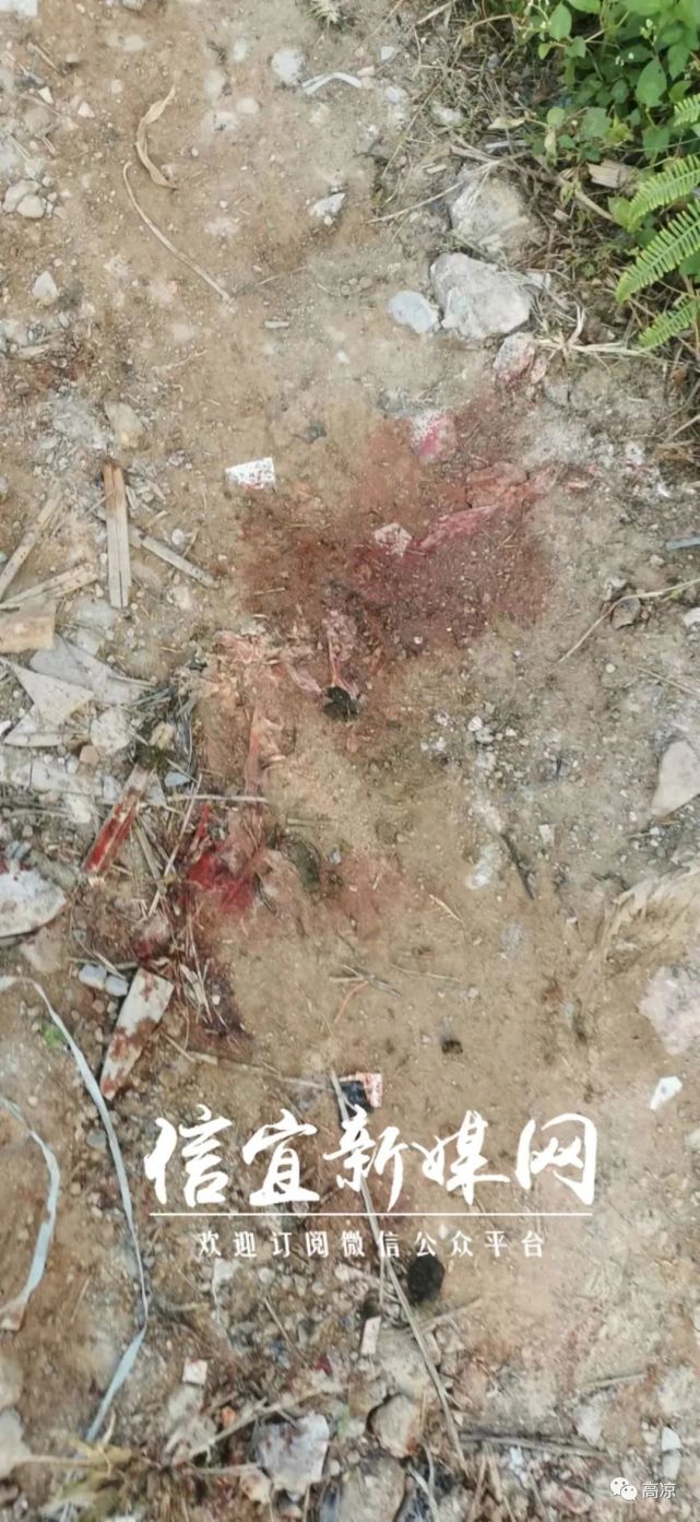 茂名一村民含泪报料疑养牛被恶意砍断脚求警察破案