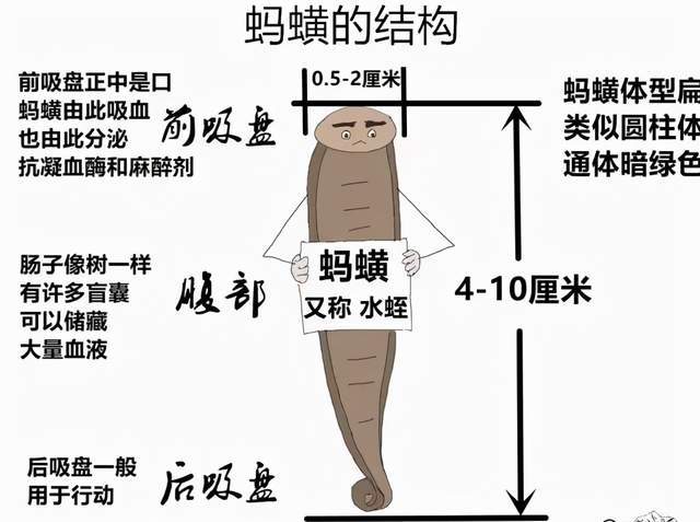当然,也有水蛭在人的鼻腔,咽喉等器官上长期寄生的例子.