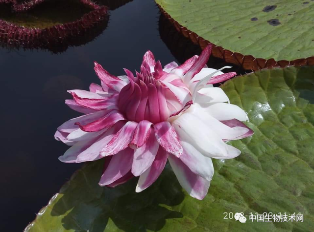 西双版纳植物园选育出中国首个获国际认证的王莲新品种