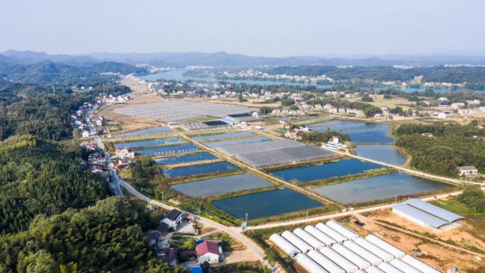 乡村振兴看益阳丨莲花坪村产业兴旺农民富同心协力绘美景