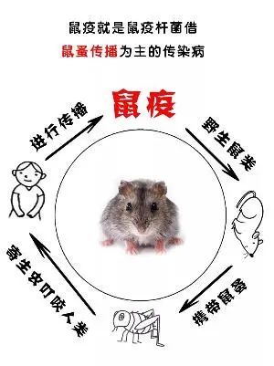 取染疫旱獭皮或剥食染疫动物,此类传播方式常引起腺鼠疫或败血型鼠疫