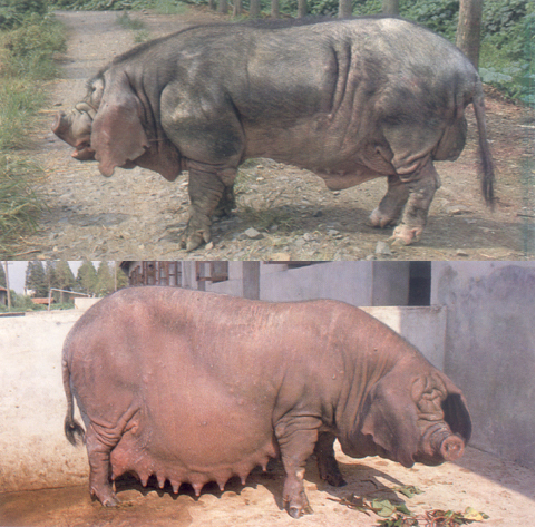 喜报枫泾猪获市级评比金奖