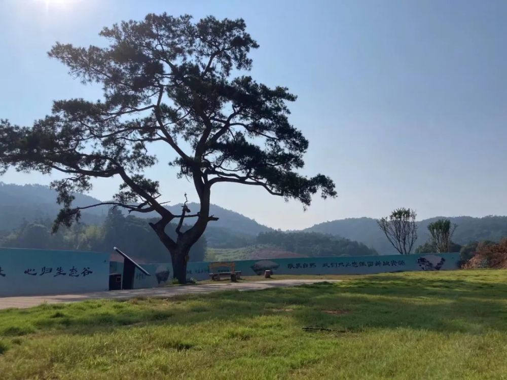 三,溫泉康養蕉溪境內溫泉盛名,水中富含硫礦質.