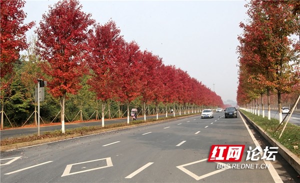 够红够热烈益阳网红公路红枫宛若童话世界