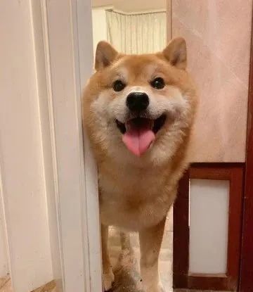 偷溜去邻居家!阿柴获棒棒糖,得意叼嘴边,姐无奈强制抱回