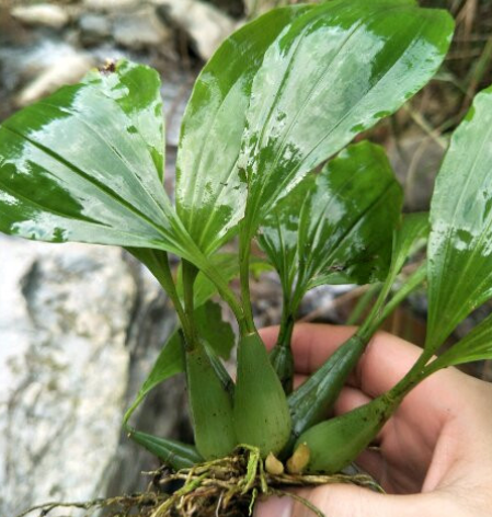 李時珍在《本草綱目》中就指出來了:石仙桃,既能斂陰養胃以生津,又能