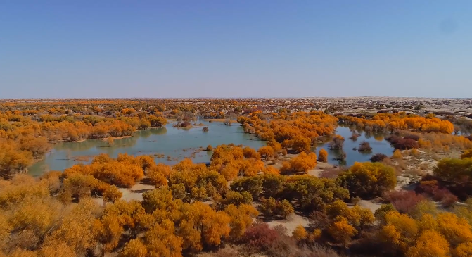 若羌塔里木河畔胡杨尽染宛如油画