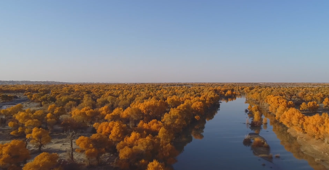 若羌塔里木河畔胡杨尽染宛如油画