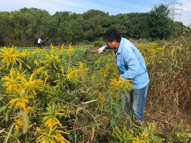 加拿大一枝黃花:我國當成