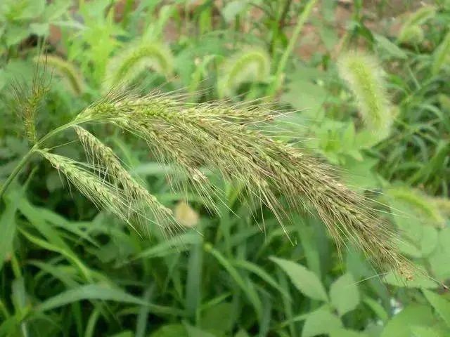 袁隆平院士在長沙安葬,生前培育的雜交水稻,過程有多艱難?