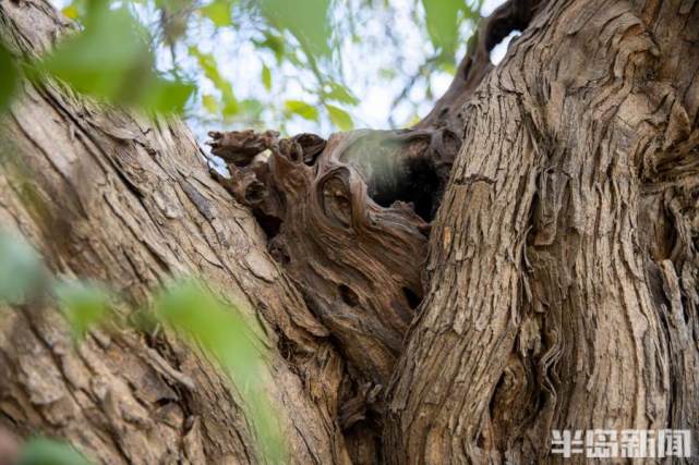 古树寻访记南檀北柘,即墨沙埠村6株柘树成群,树龄600余年