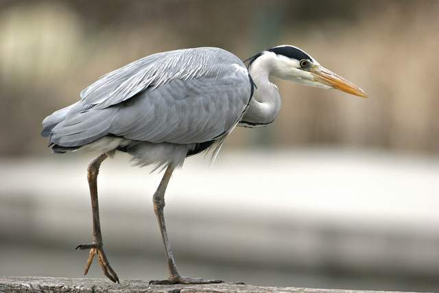 吃鱼的鸟儿是苍鹭,又叫灰鹳,青庄,灰鹭等,是一种体型较大的涉禽,为