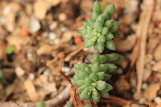 龙骨玉坠景天科景天属多肉植物迷你品种易群生