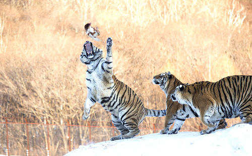 科学汇老虎的掌力有多强挥一巴掌没人扛得住