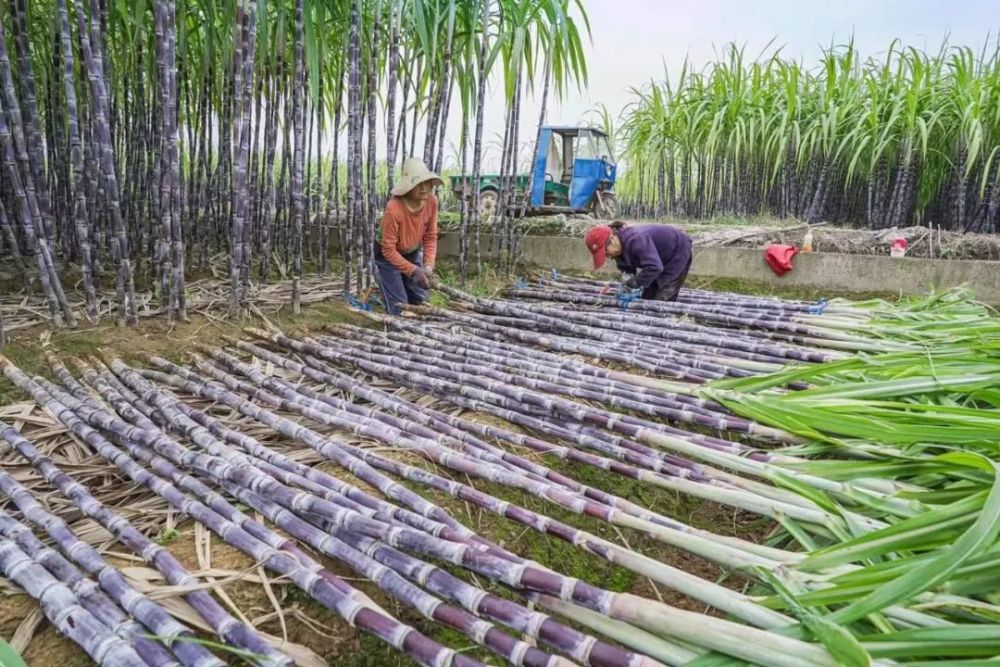 广西黑皮甘蔗网2021年10月29日讯今天下午,阳光下,密密麻麻的甘蔗林里